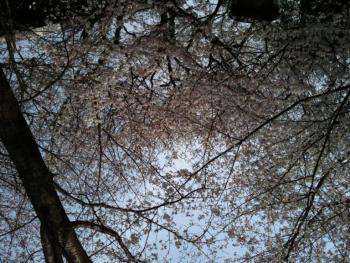 荒尾市の桜