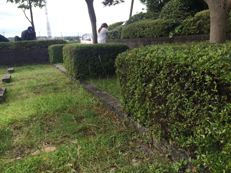 アガパンサス:手入れ、植える場所、剪定 - アガパンサスの剪定