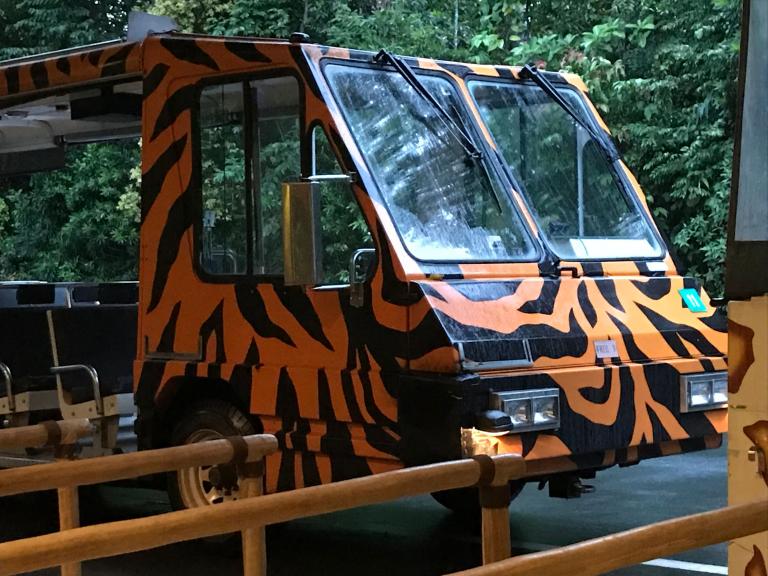 ジャスミンの種類 - クチナシ ジャスミンまたはケープ ジャスミン