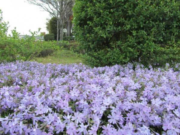 人工(花)密度、たかっ!!