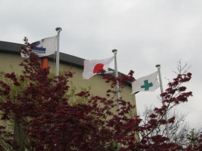 丈夫で長持ちする観葉植物 - アンスリウム