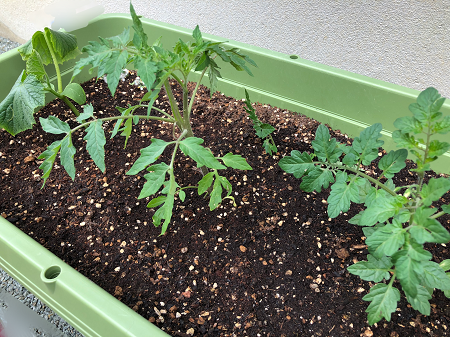 +トマト30種類 ミニトマトの種類:ミニトマト