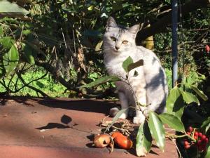 イルカは薬を飲みますか? - イルカは麻薬を服用しますか?