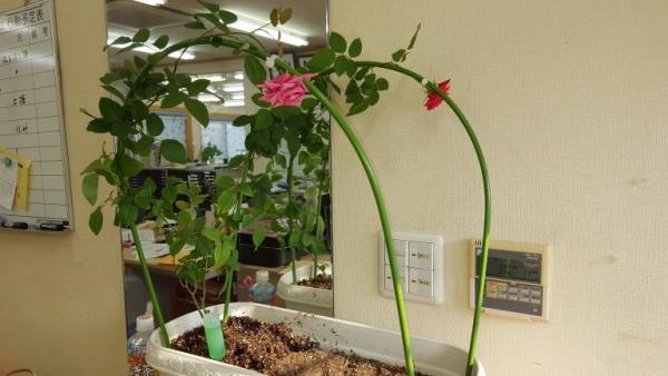 花が咲くつる性植物